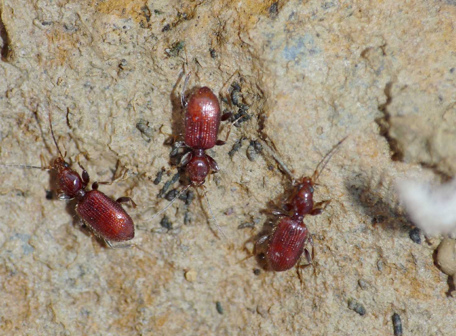 Apotomus rufus (Carabidae)